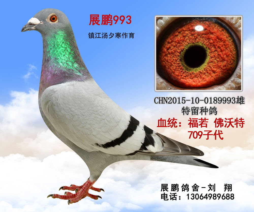 展鹏993
