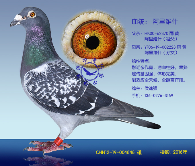 阿里维什848(非卖品)