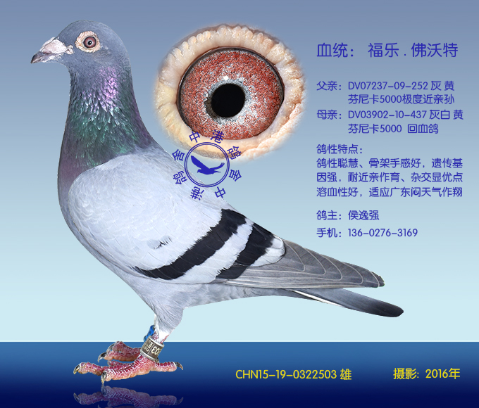 佛沃特503(非卖品)_中港鸽舍_ ag188.com爱鸽