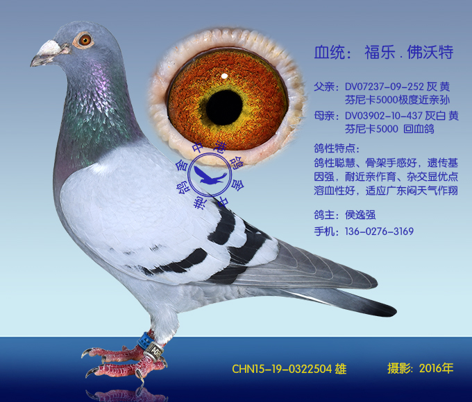 佛沃特504(非卖品)_中港鸽舍_ag188.com爱鸽商城