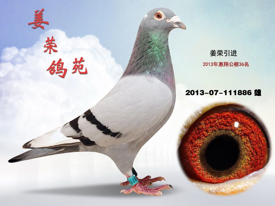 惠翔公棚36名_贵州姜荣鸽苑_ag188.com爱鸽商城_中国