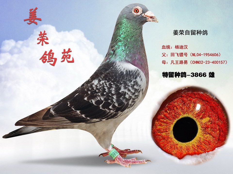 姜荣杨迪汉_贵州姜荣鸽苑-中信网爱鸽商城