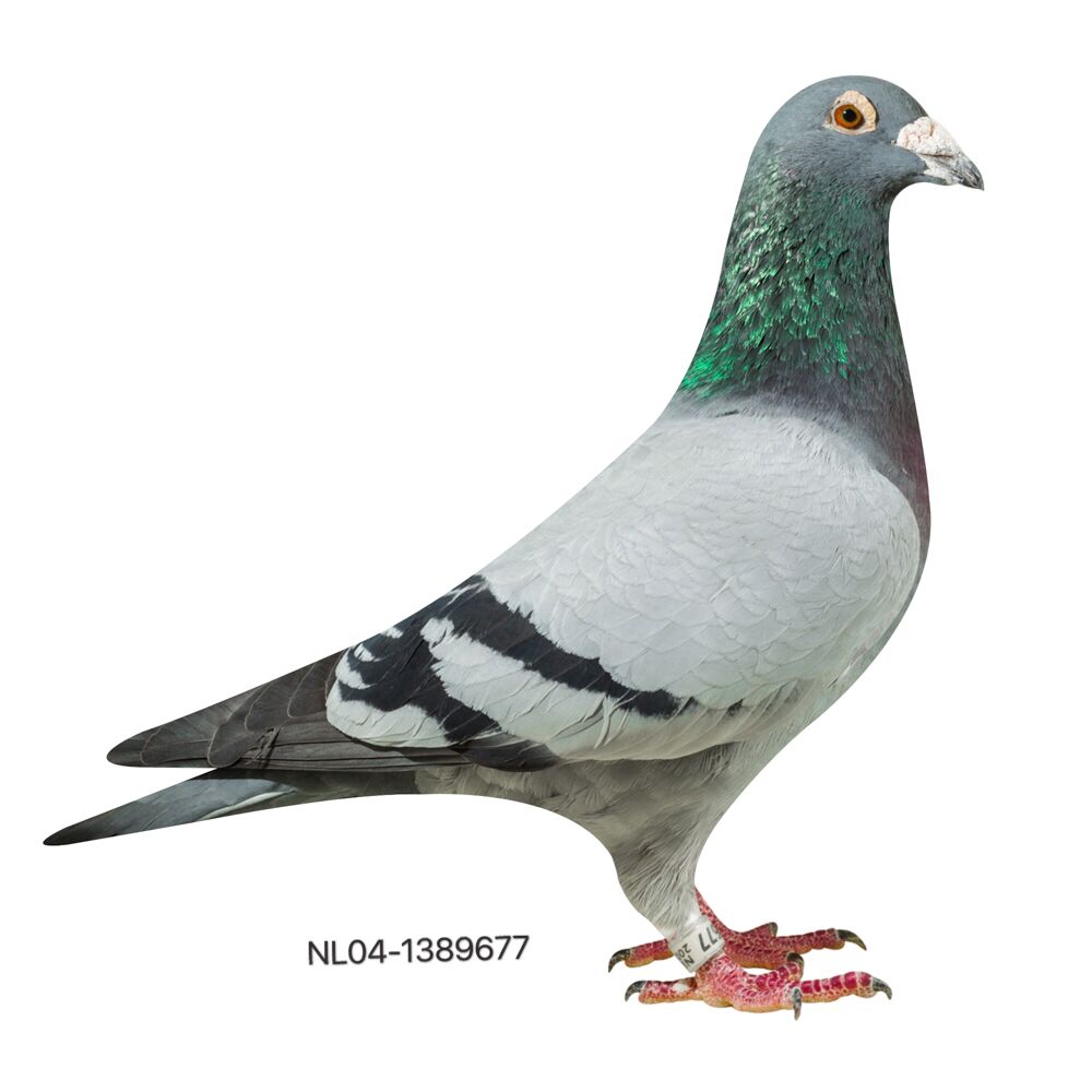 677