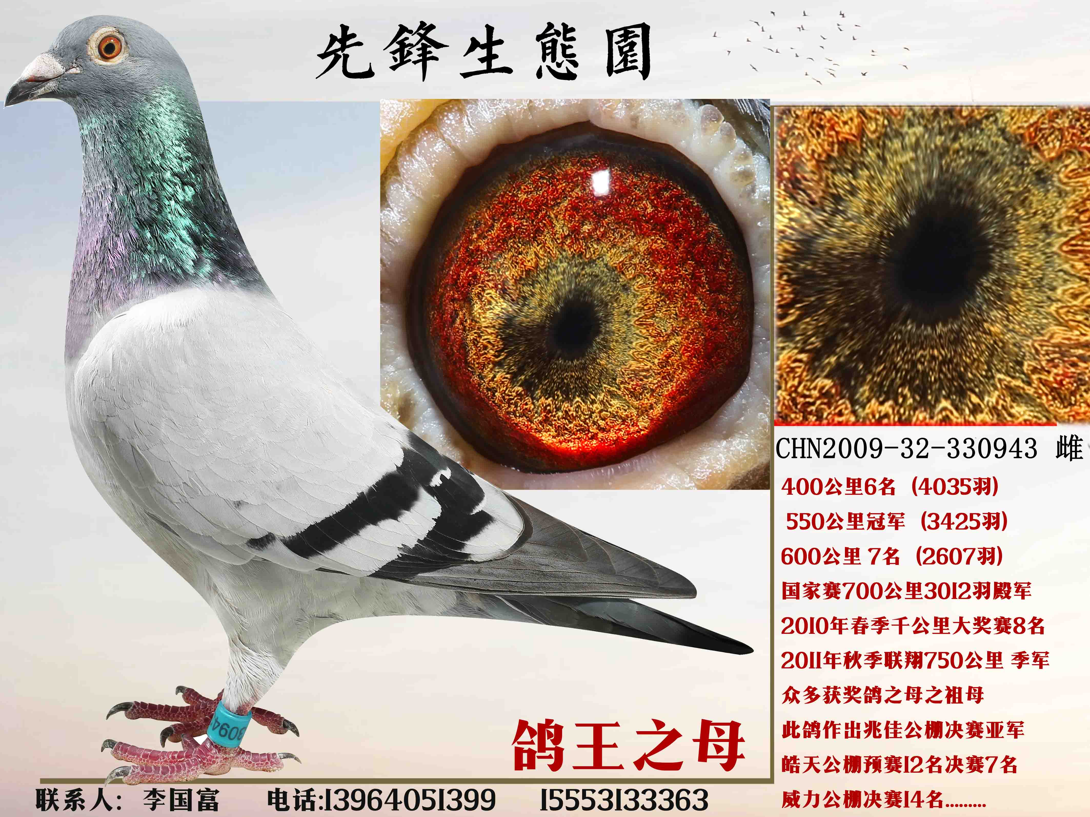 信鸽特征