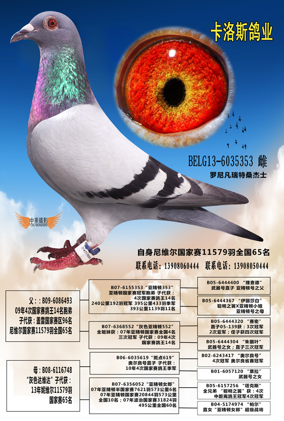 卡洛斯鸽业