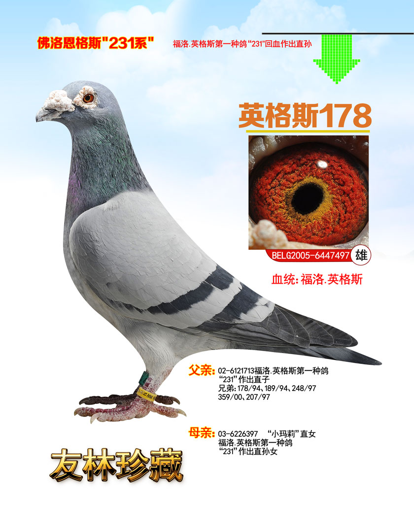 英格斯178_山西友林鸽业_ ag188.com爱鸽商城_中国