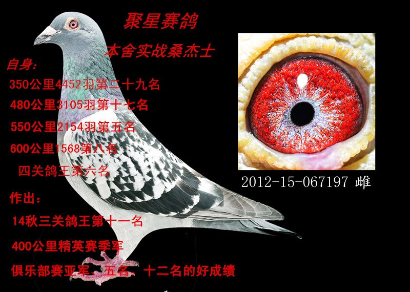 桑杰士种雌