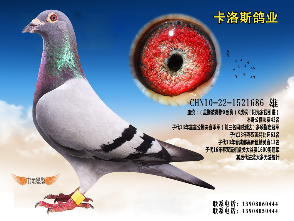 次                血 统: 盖斯彼得斯x断胸x虎侯