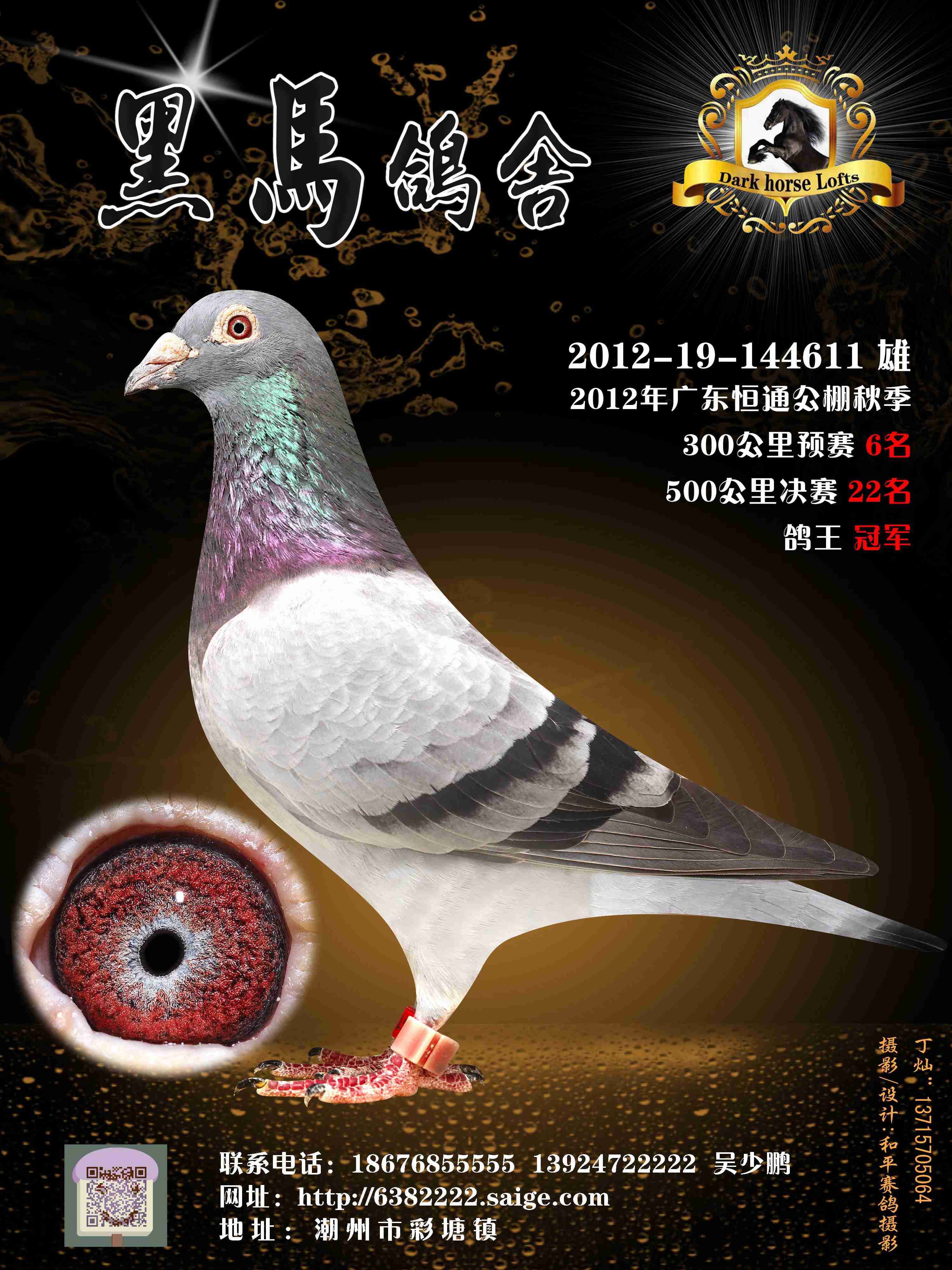 2012年广东恒通公棚鸽王冠军