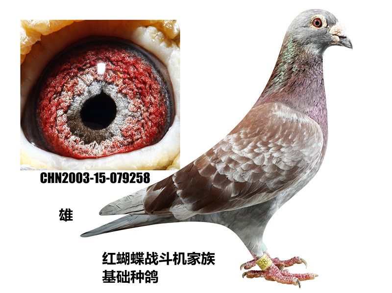 信鸽特征