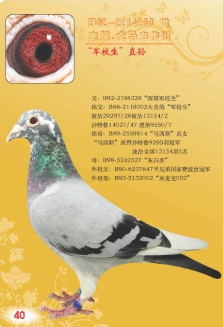 戈马力军校生