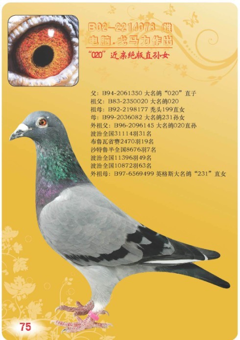 戈马力军校生