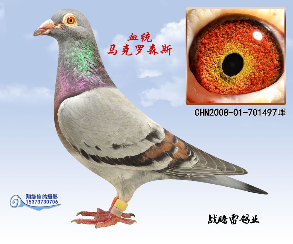 超级种雄 马克罗森斯