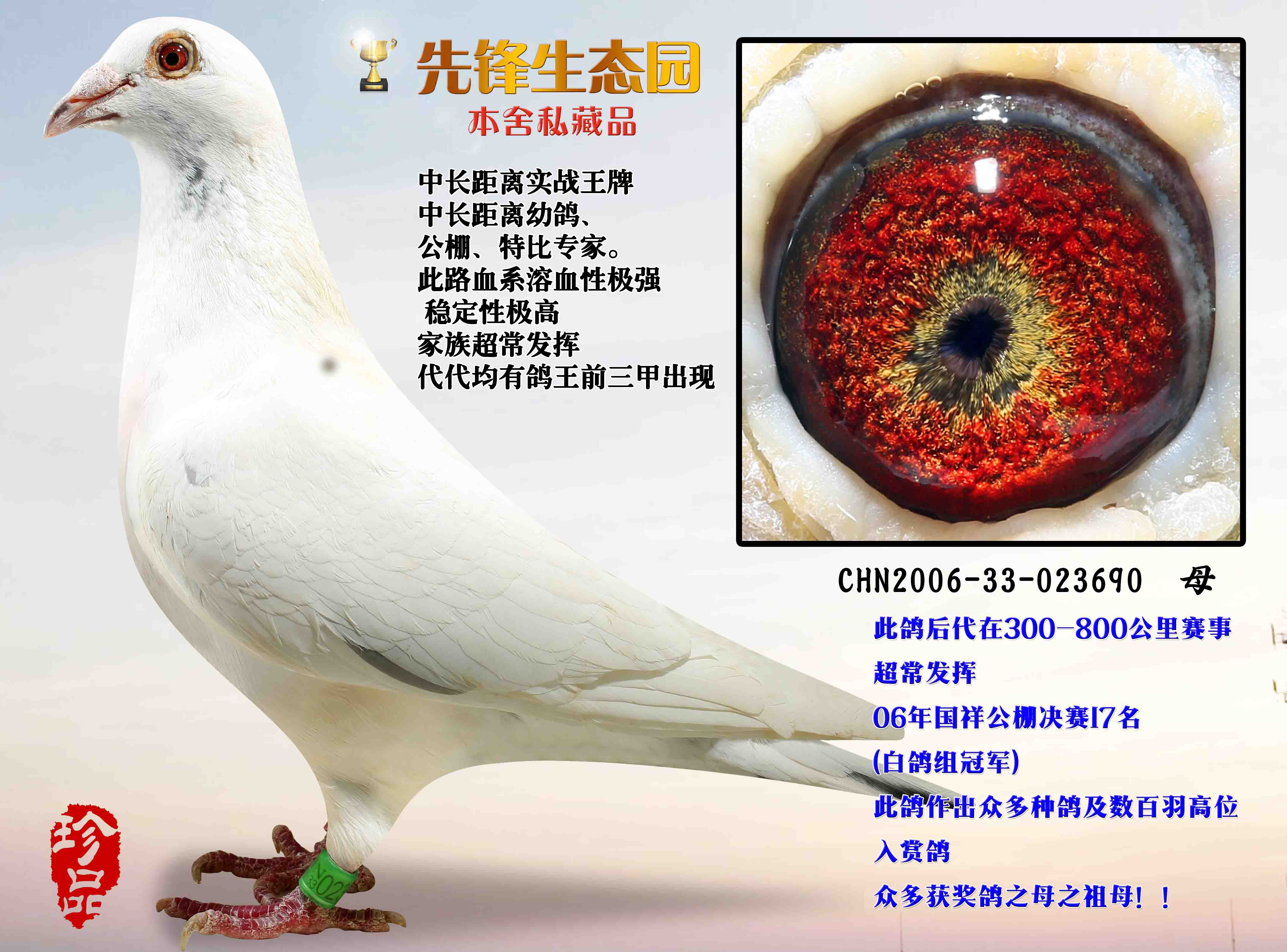 信鸽特征