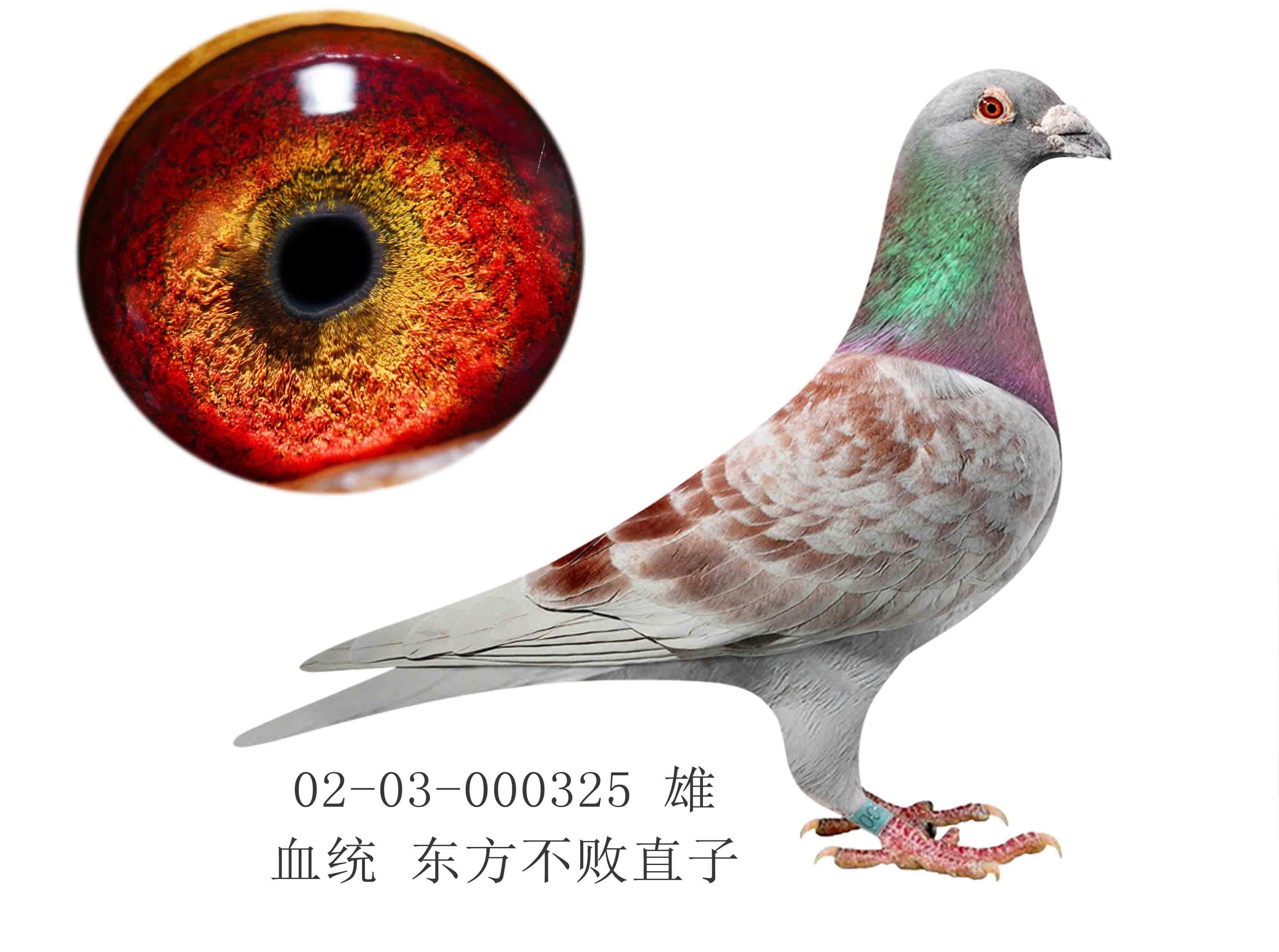东方不败直子