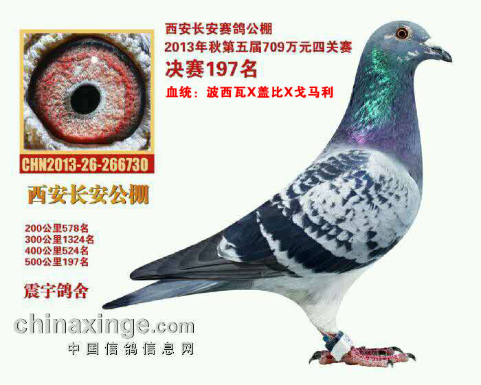 13L(zhng)Qِ197