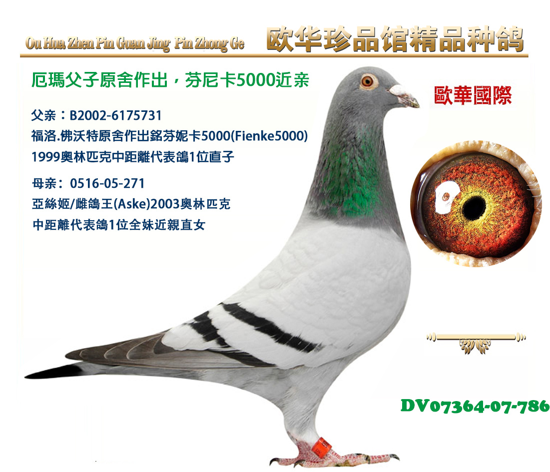 芬妮卡5000近亲直孙_欧华珍品馆_ ag188.com爱鸽商城_中国信鸽信息网