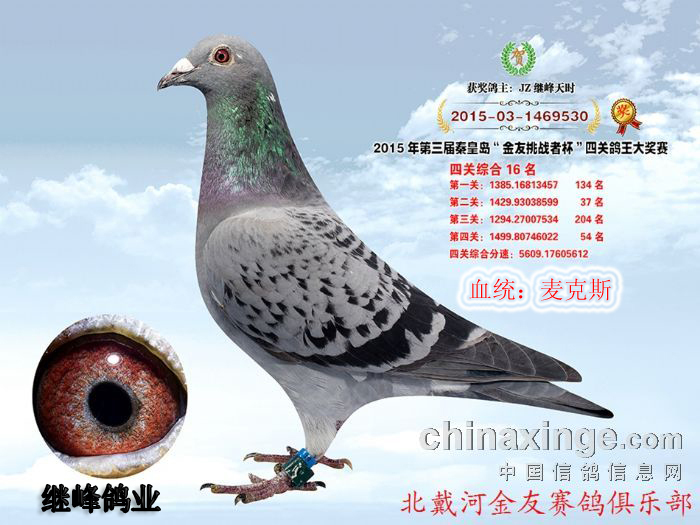 能力鸽教学鸽子图示鸟鲨鱼700_525鸟类鲨v能力特殊饥饿动物图片