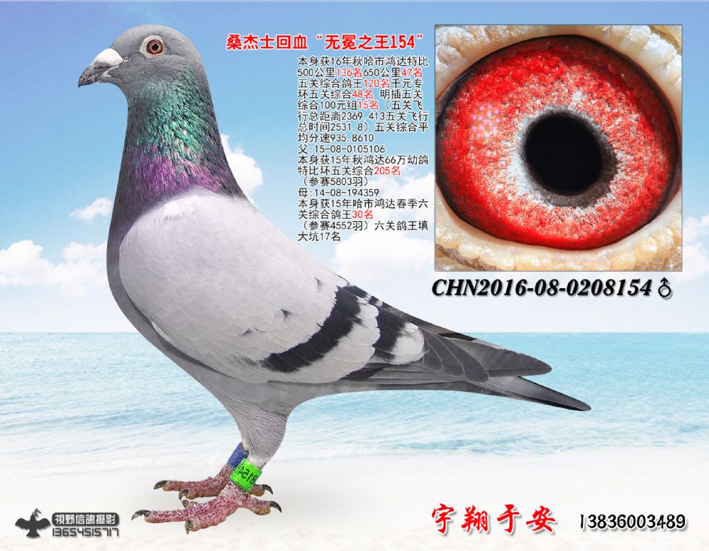 com爱鸽商城_中国信鸽信息网