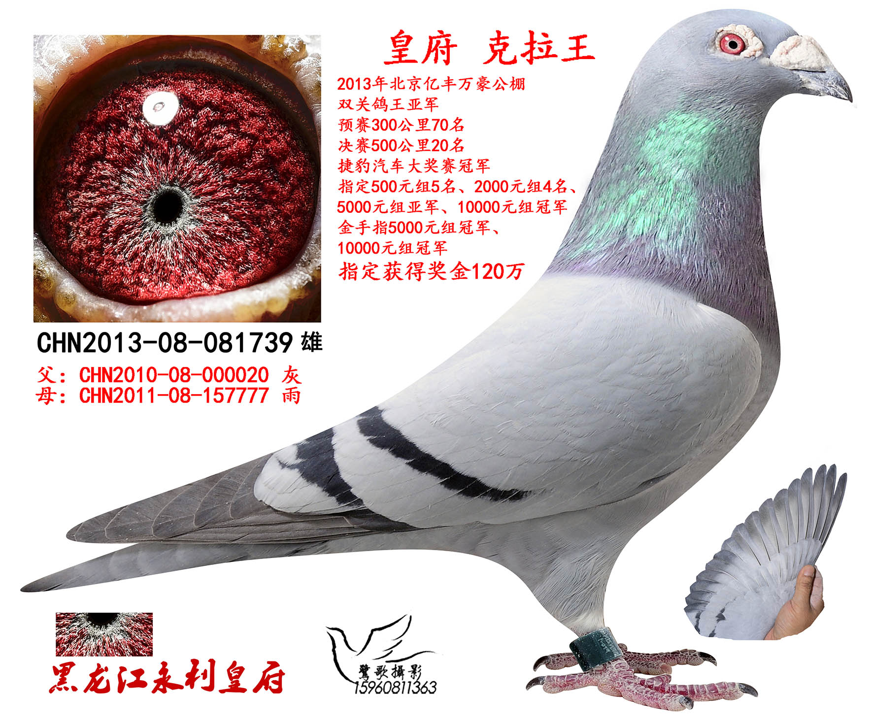 赛鸽--中国信鸽信息网相册