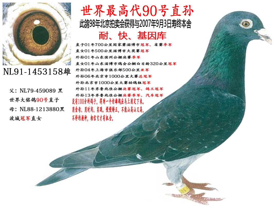 世界最高代90号-长江道1号鸽业-中信网爱鸽商城