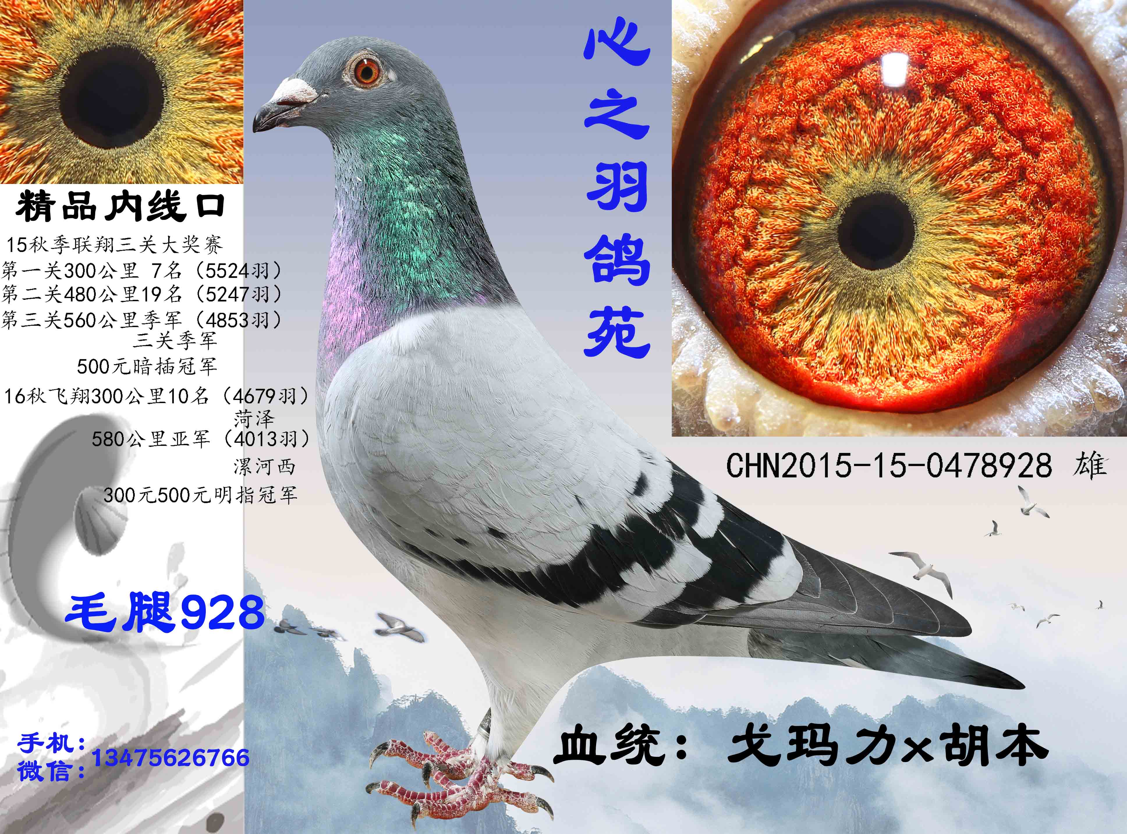 毛腿928