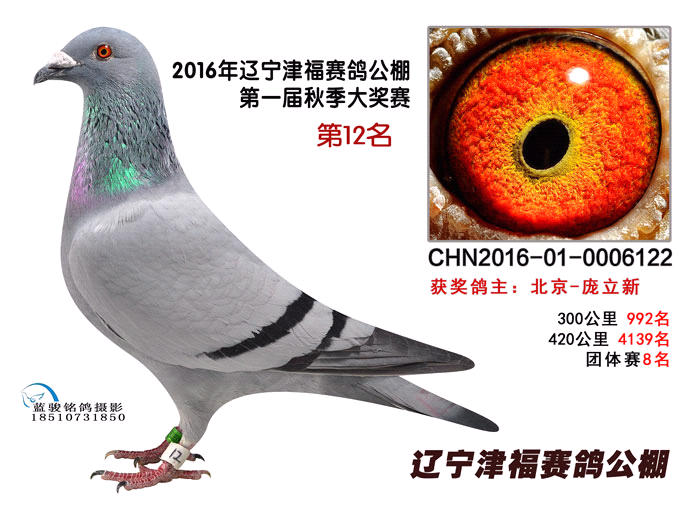 辽宁津福决赛12位_辽宁宏名鸽舍-中信网爱鸽商城