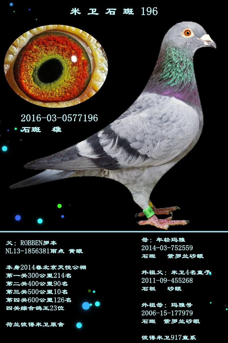 米卫石斑196(已售河北)
