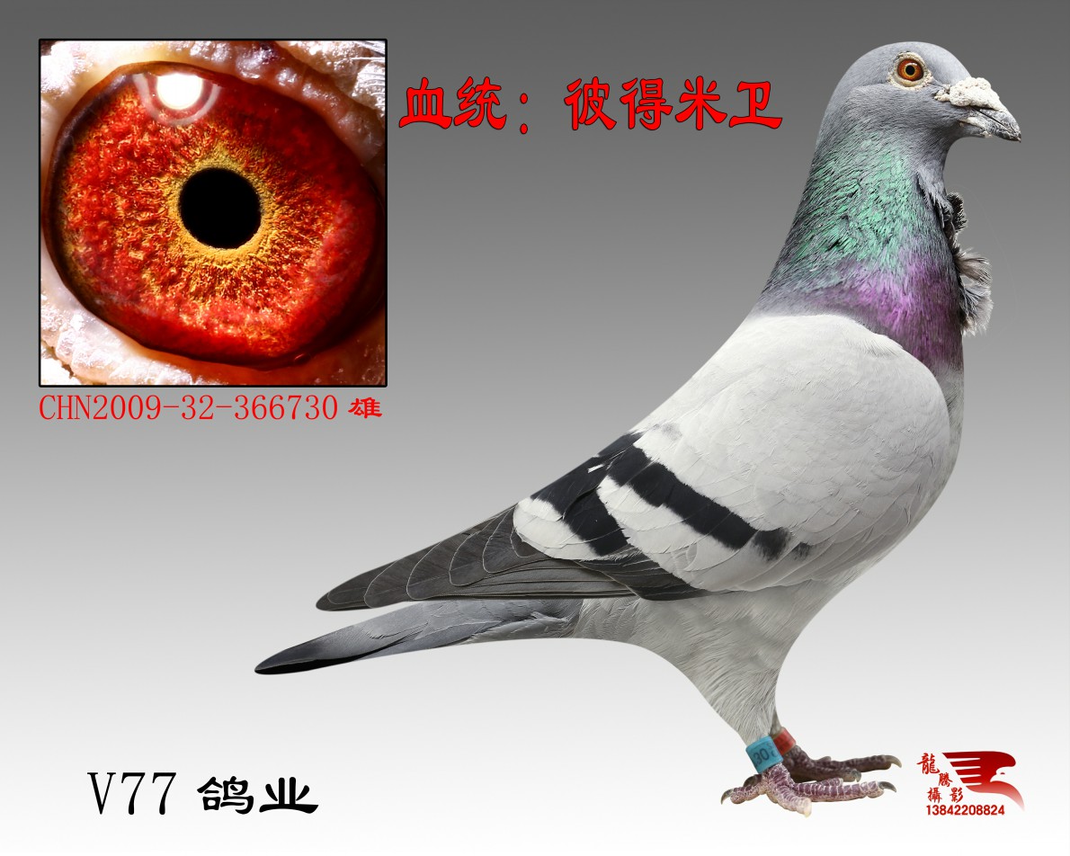 米卫_v77鸽业_ ag188.com爱鸽商城_中国信鸽信息网