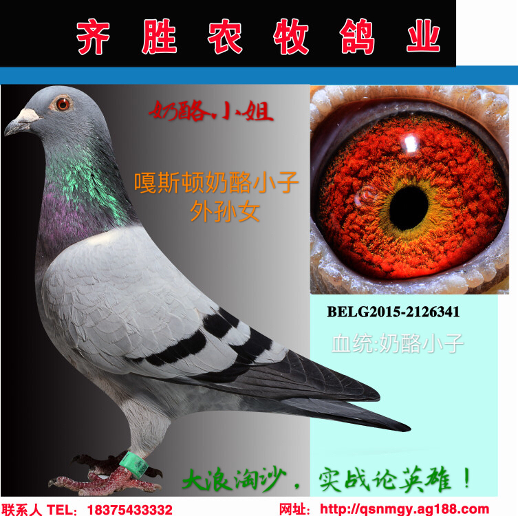 奶酪小姐_齐胜农牧鸽业_ ag188.com爱鸽商城_中国信鸽信息网