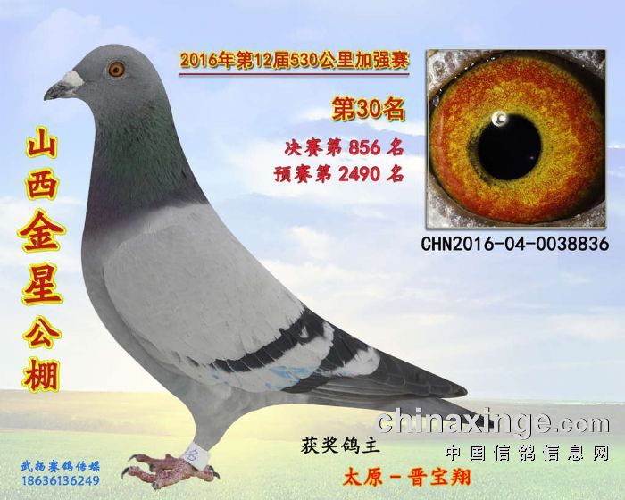 2016年山西金星公棚530公里30名