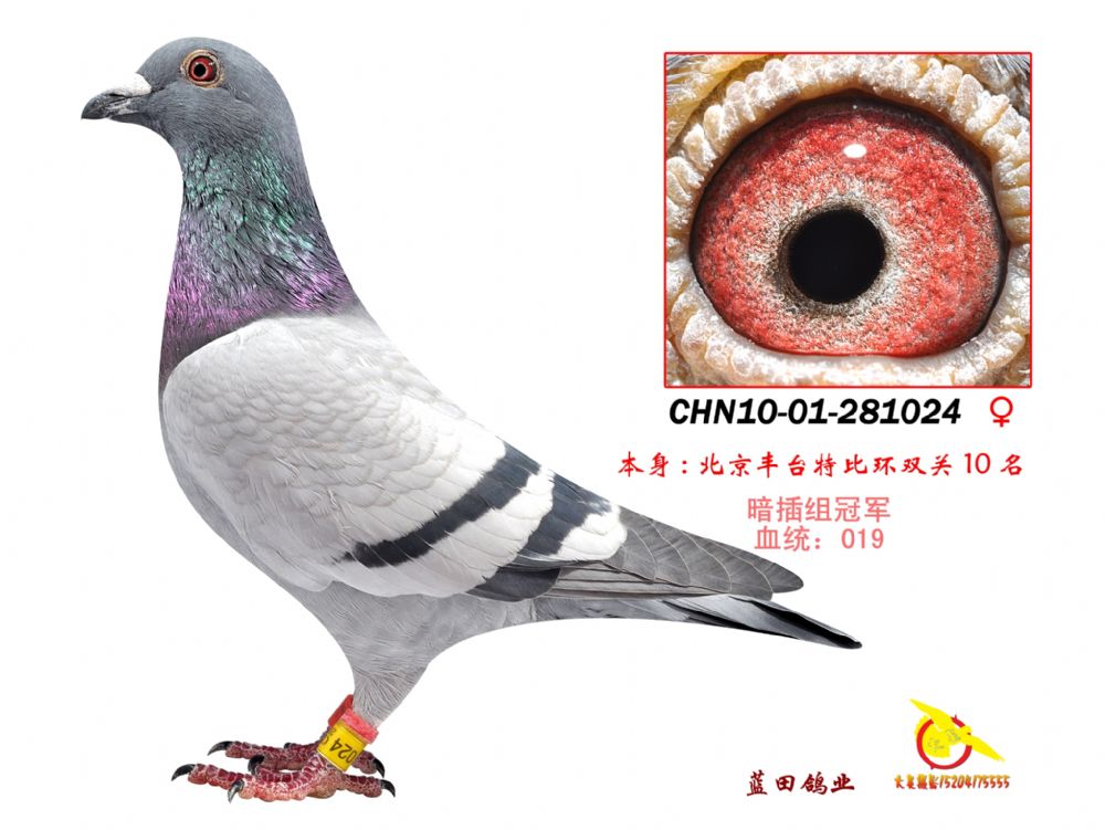 chn10-01-281024_辽宁宋学潭_ag188.com爱鸽商城_中国