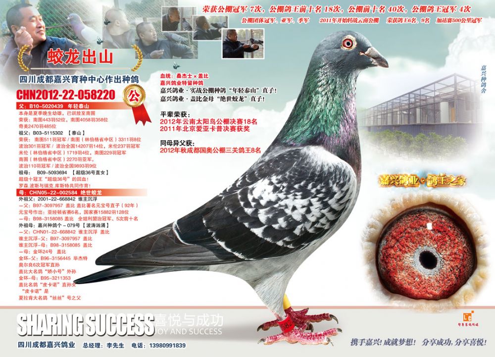 蛟龙出山220_众友信鸽传媒-中信网爱鸽商城