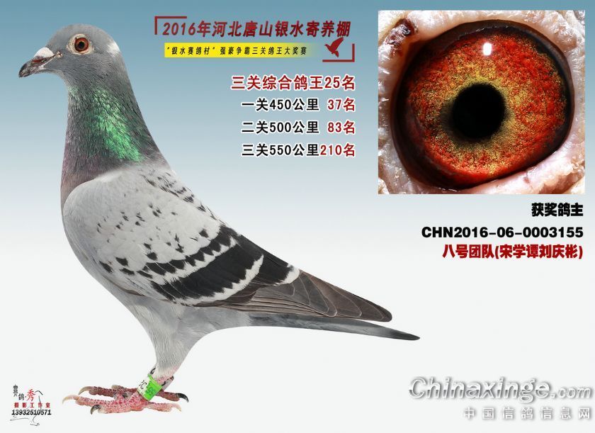 25名_辽宁宋学潭_ag188.com爱鸽商城_中国信鸽信息网