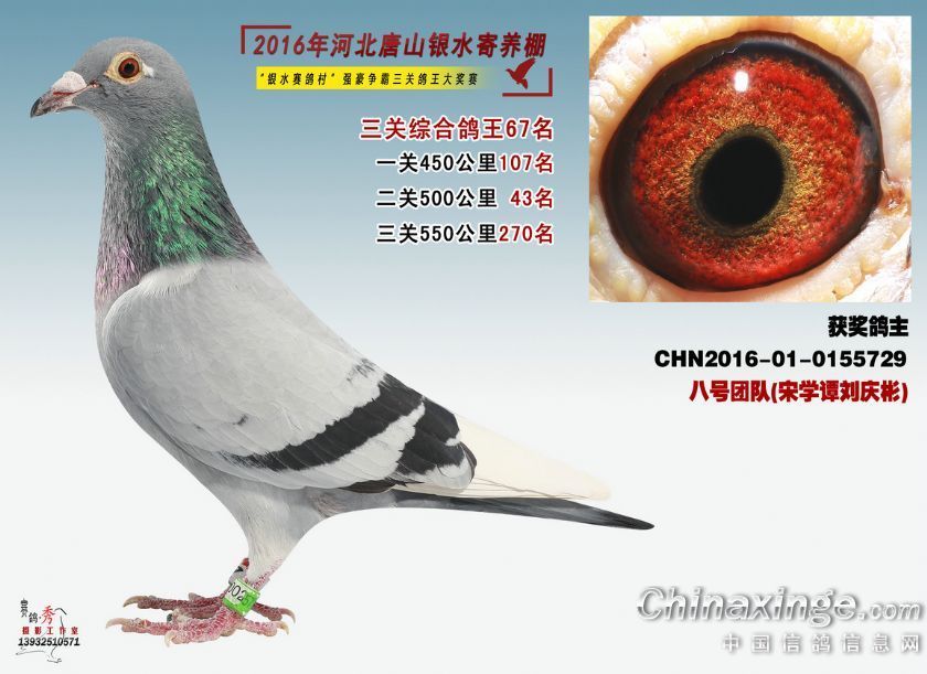 信鸽特征