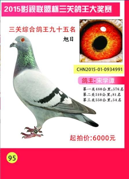 第95名_辽宁宋学潭_ag188.com爱鸽商城_中国信鸽信息网