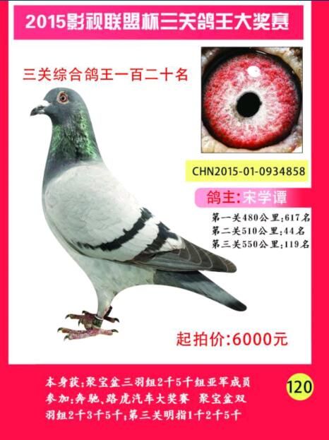 信鸽特征