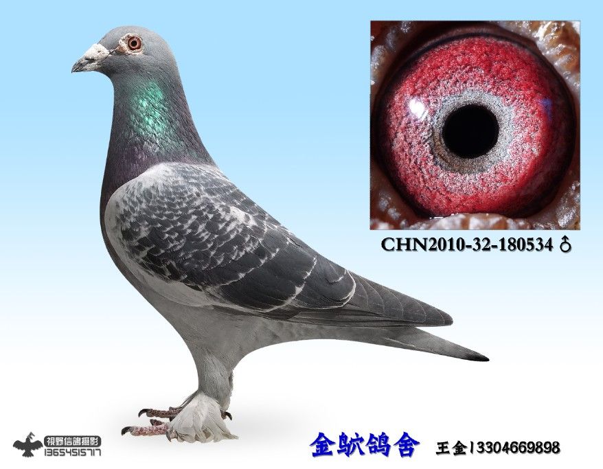 武汉天一种鸽
