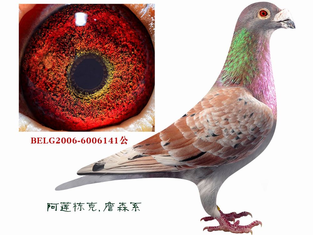 詹森原舍.红狐141