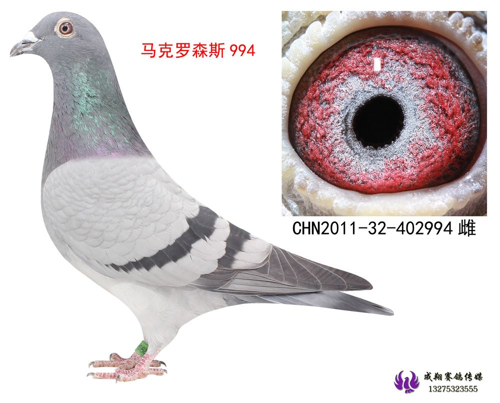 马克罗森斯994