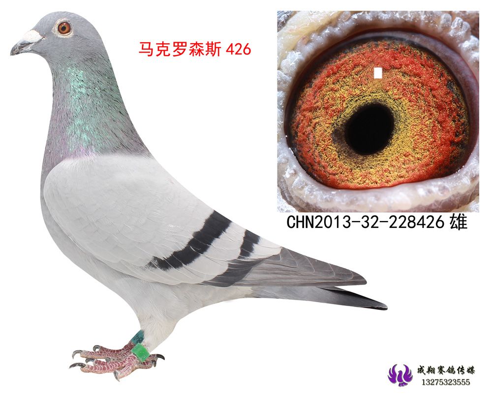 马克罗森斯426