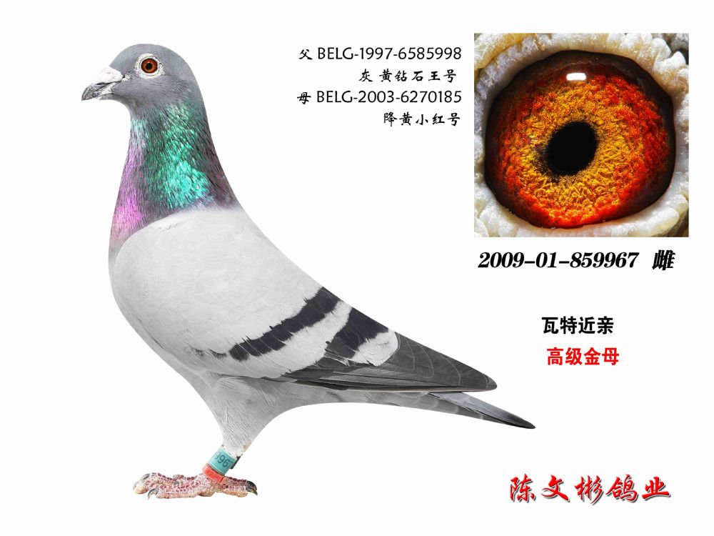 钻石亮妹