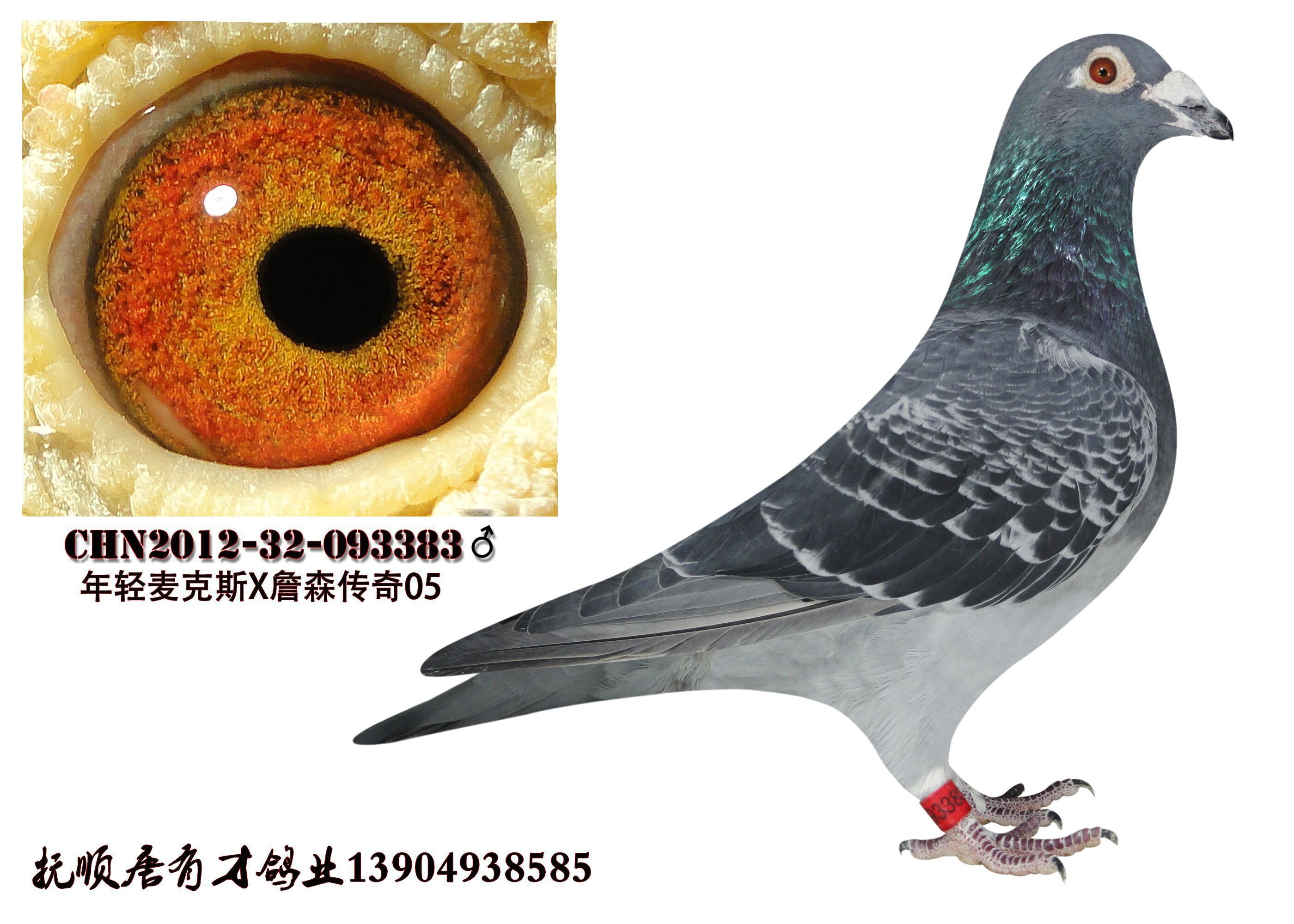 "年轻麦克斯"近亲-"金眼麦克斯"