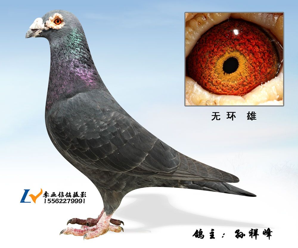 1000公里 冠军-李亚信鸽摄影-中信网爱鸽商城