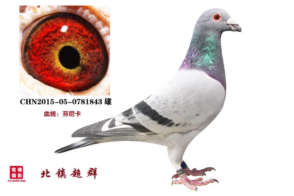 芬尼卡_北镇超群_ag188.com爱鸽商城_中国信鸽信息网