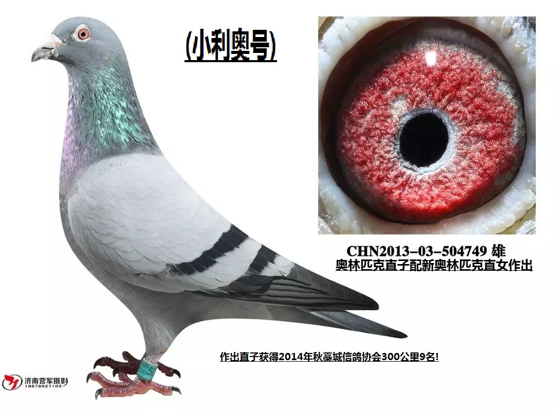 小利奥号_河北风云闪电鸽舍_ ag188.com爱鸽商城_中国 ...