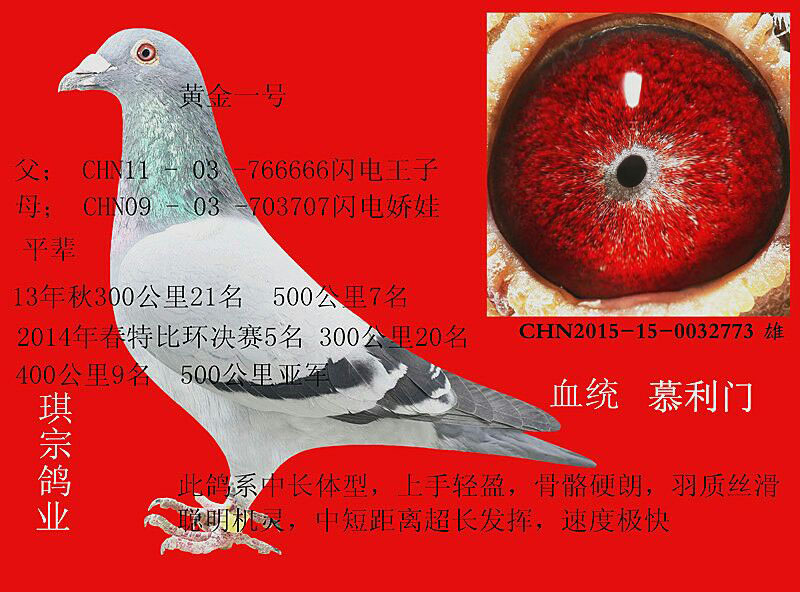 黄金一号_山东琪宗赛鸽交流中心_ ag188.com爱鸽商城