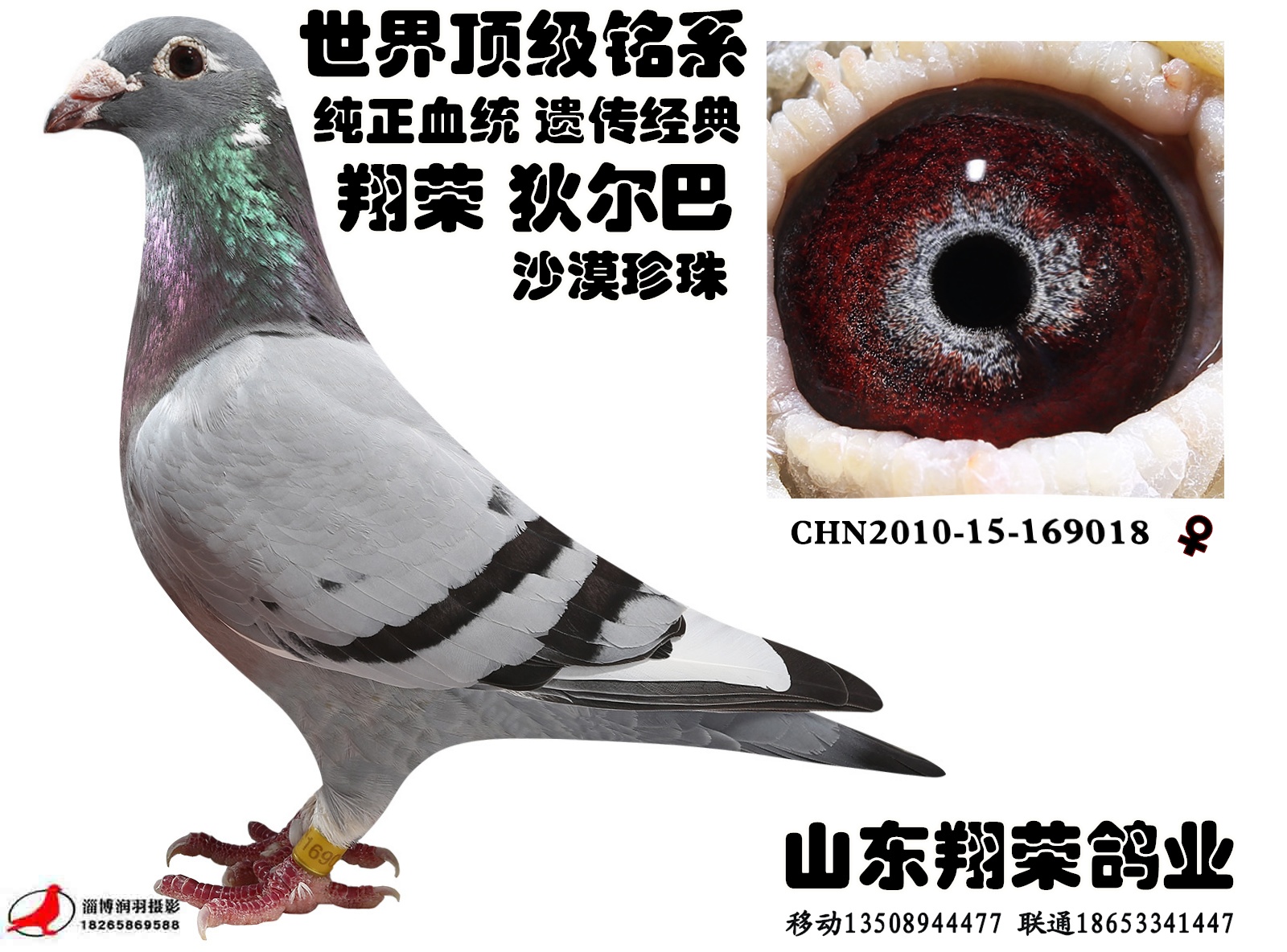 狄尔巴_山东翔荣鸽业-中信网爱鸽商城