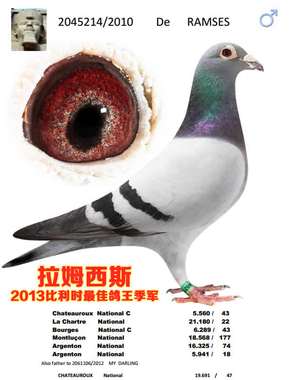 招牌种鸽“拉姆西斯””