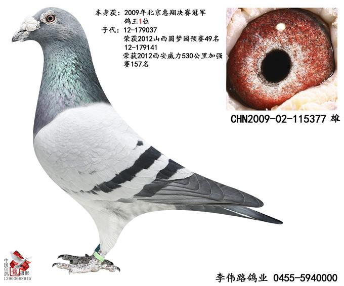 惠翔冠军_中国伟路鸽业_ag188.com爱鸽商城_中国信鸽